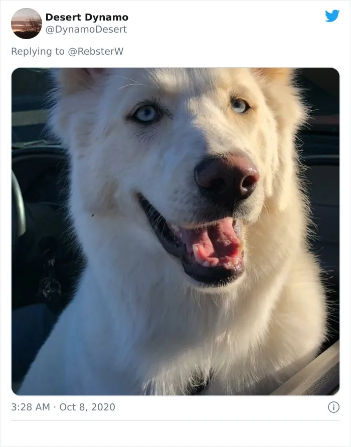 Woman On Twitter Asks What People’s Dogs' Dating Profile Pics Would Be, 30 People Share Photos