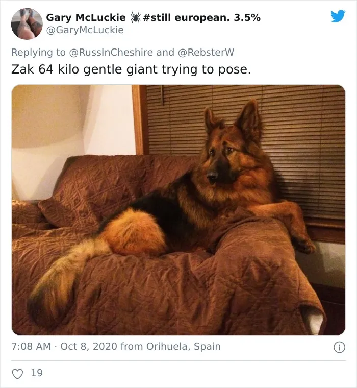 Woman On Twitter Asks What People’s Dogs' Dating Profile Pics Would Be, 30 People Share Photos