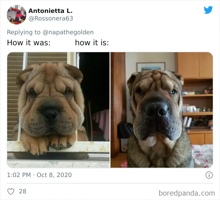 45 Of The Best Reactions Pet Owners Had To The 'How It Started Vs. How It Ended' Meme Challenge