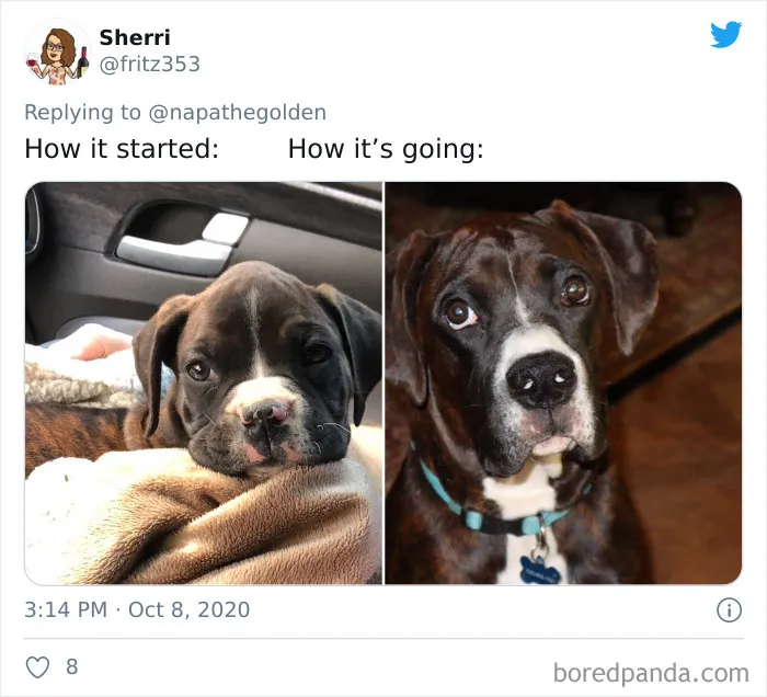 45 Of The Best Reactions Pet Owners Had To The 'How It Started Vs. How It Ended' Meme Challenge