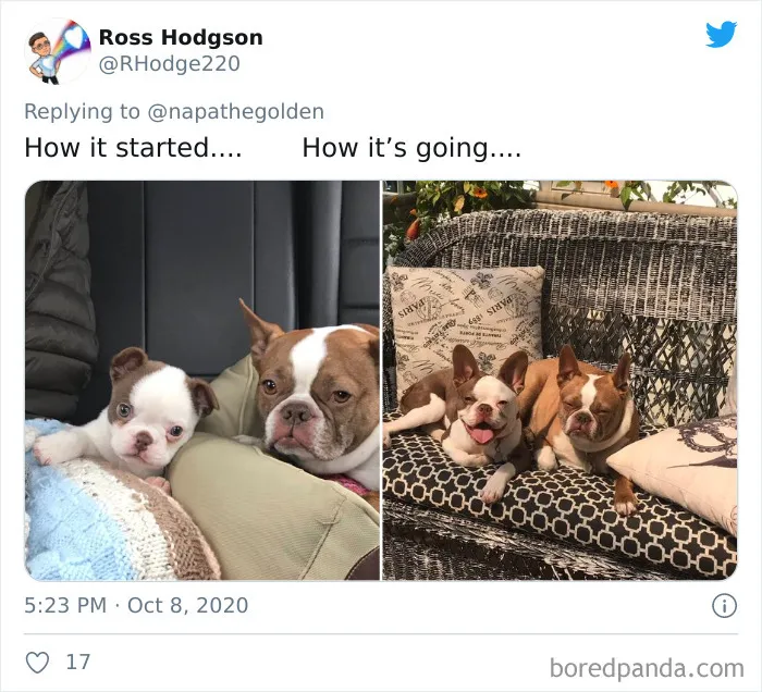 45 Of The Best Reactions Pet Owners Had To The 'How It Started Vs. How It Ended' Meme Challenge