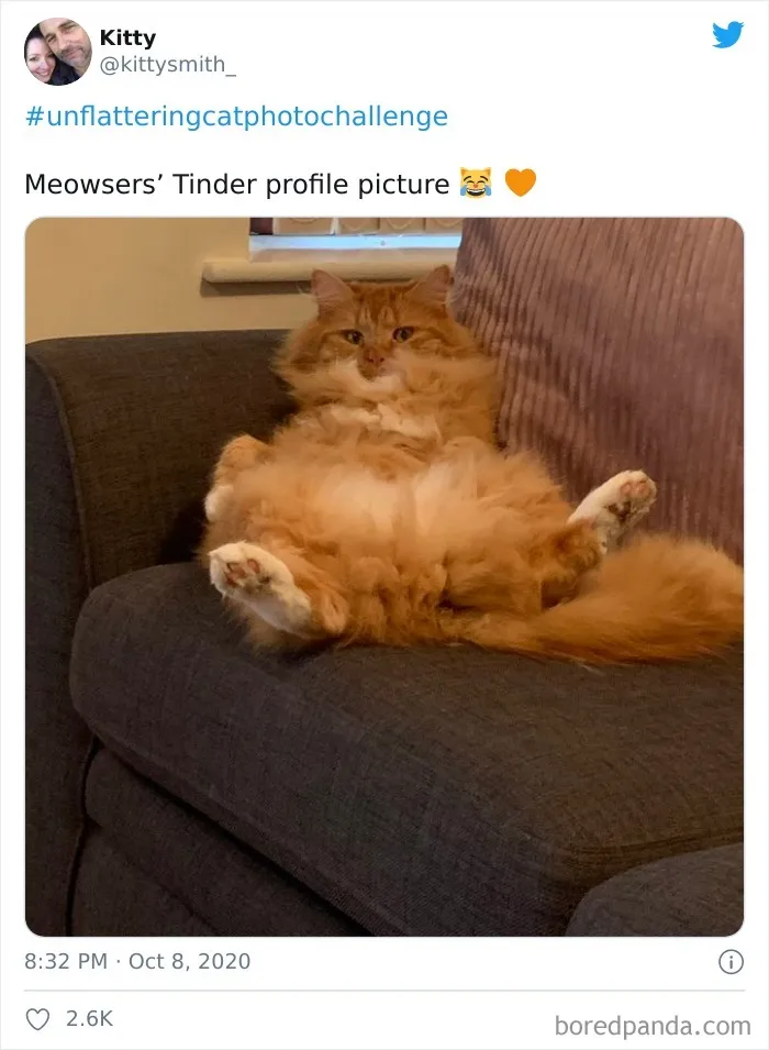 The 'Unflattering Cat Photo Challenge' Is Trending And It's Hilarious How Unphotogenic These Cats Are