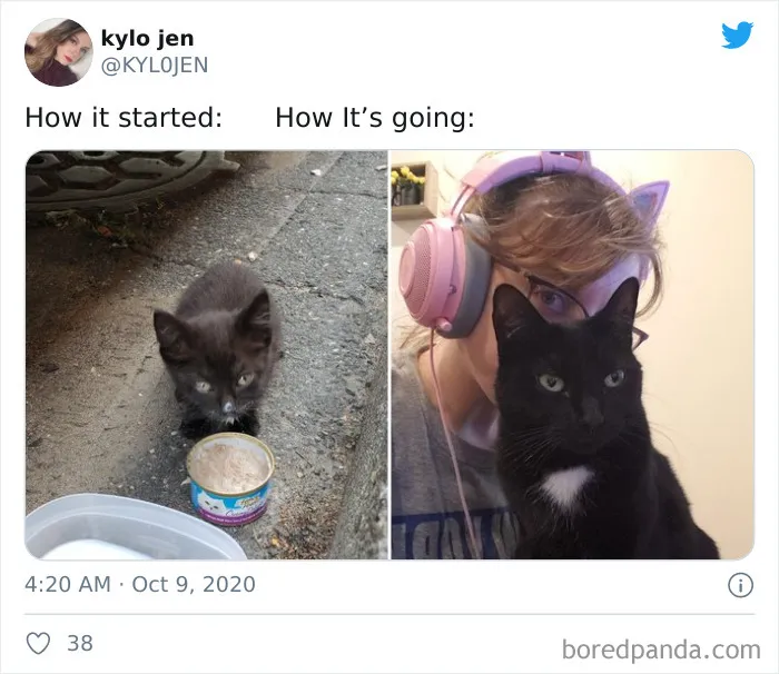 45 Of The Best Reactions Pet Owners Had To The 'How It Started Vs. How It Ended' Meme Challenge