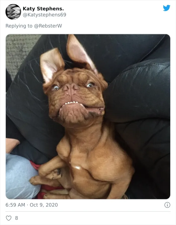 Woman On Twitter Asks What People’s Dogs' Dating Profile Pics Would Be, 30 People Share Photos
