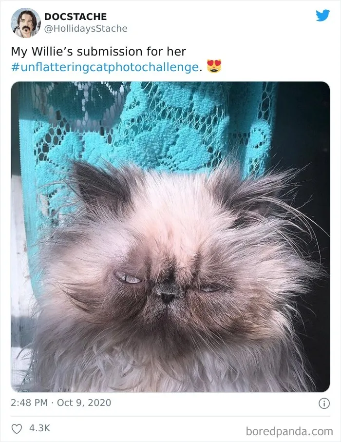 The 'Unflattering Cat Photo Challenge' Is Trending And It's Hilarious How Unphotogenic These Cats Are