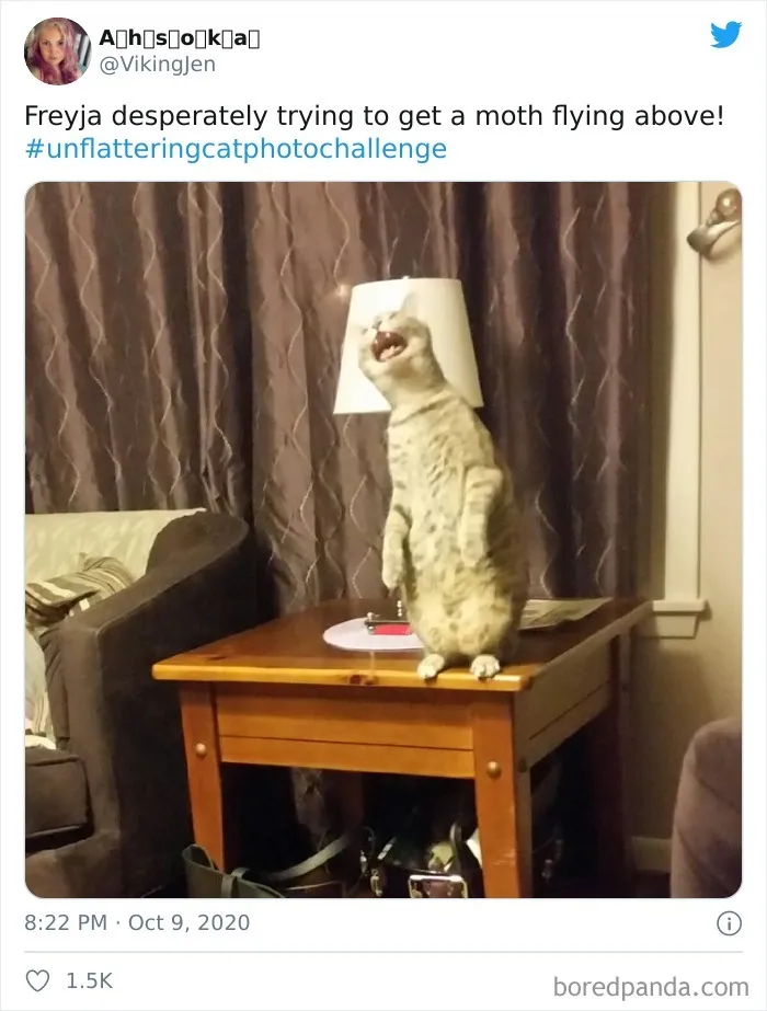 The 'Unflattering Cat Photo Challenge' Is Trending And It's Hilarious How Unphotogenic These Cats Are