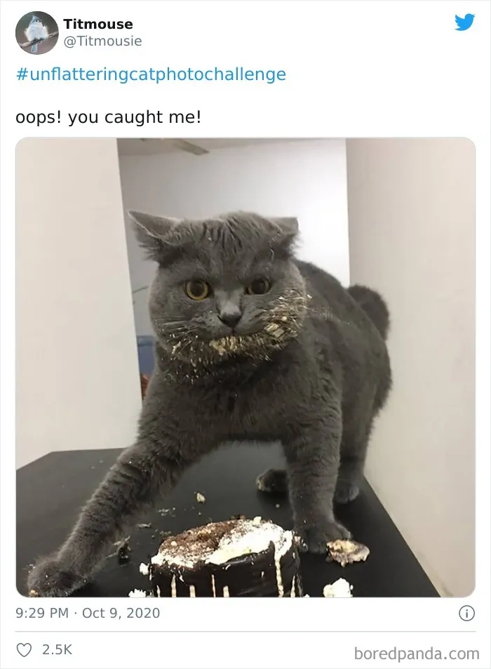 The 'Unflattering Cat Photo Challenge' Is Trending And It's Hilarious How Unphotogenic These Cats Are
