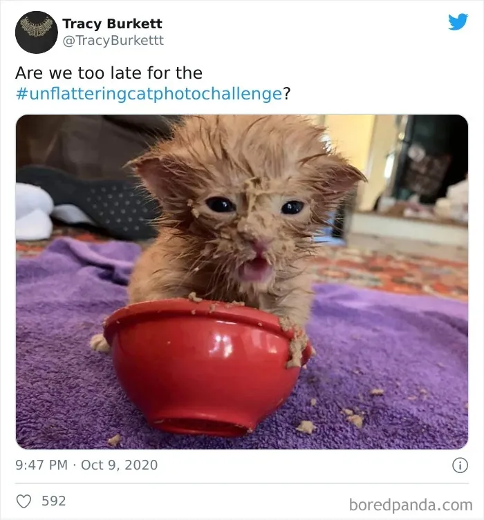 The 'Unflattering Cat Photo Challenge' Is Trending And It's Hilarious How Unphotogenic These Cats Are