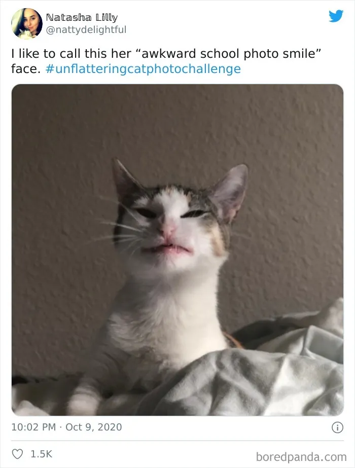 The 'Unflattering Cat Photo Challenge' Is Trending And It's Hilarious How Unphotogenic These Cats Are