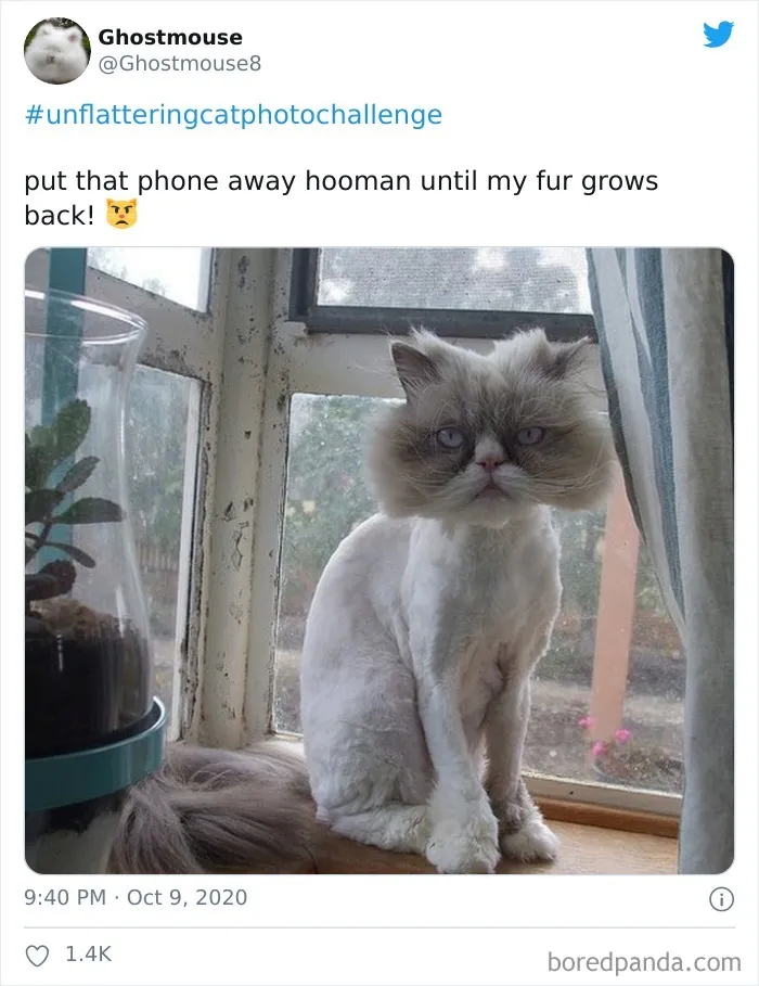 The 'Unflattering Cat Photo Challenge' Is Trending And It's Hilarious How Unphotogenic These Cats Are