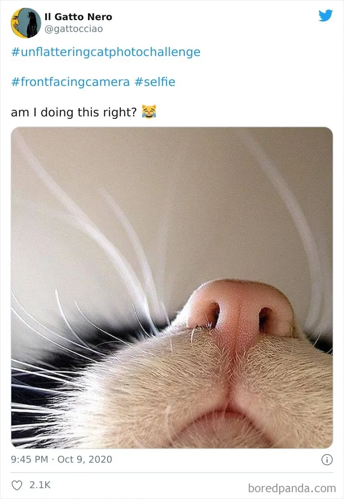 The 'Unflattering Cat Photo Challenge' Is Trending And It's Hilarious How Unphotogenic These Cats Are