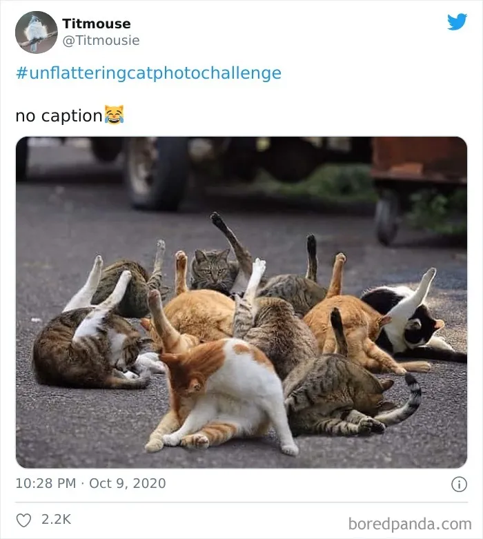 The 'Unflattering Cat Photo Challenge' Is Trending And It's Hilarious How Unphotogenic These Cats Are