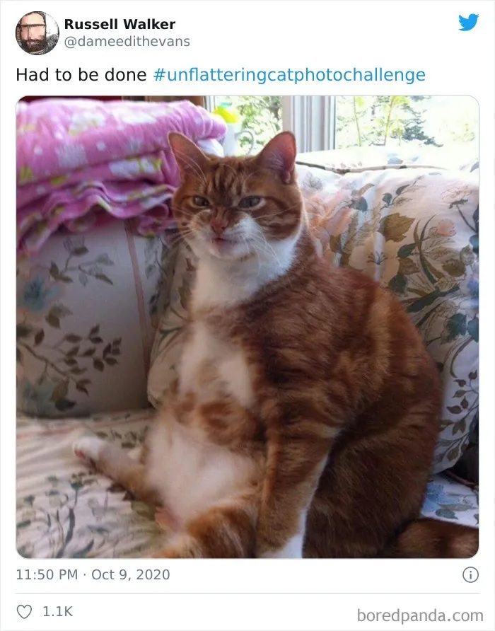 The 'Unflattering Cat Photo Challenge' Is Trending And It's Hilarious How Unphotogenic These Cats Are