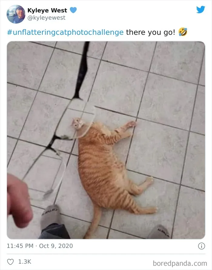 The 'Unflattering Cat Photo Challenge' Is Trending And It's Hilarious How Unphotogenic These Cats Are