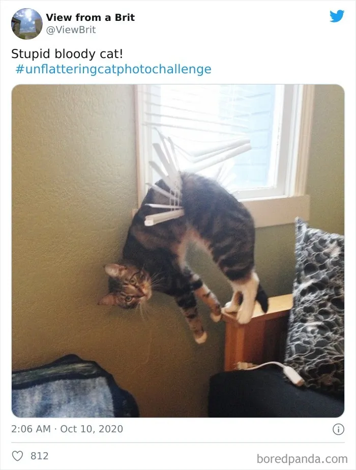 The 'Unflattering Cat Photo Challenge' Is Trending And It's Hilarious How Unphotogenic These Cats Are