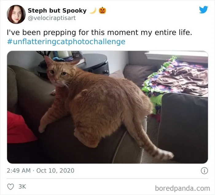 The 'Unflattering Cat Photo Challenge' Is Trending And It's Hilarious How Unphotogenic These Cats Are
