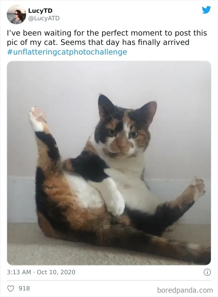 The 'Unflattering Cat Photo Challenge' Is Trending And It's Hilarious How Unphotogenic These Cats Are