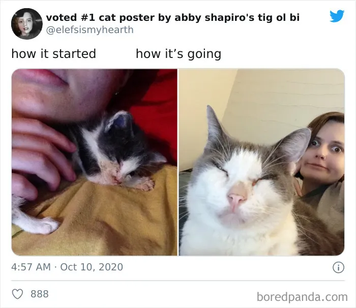 45 Of The Best Reactions Pet Owners Had To The 'How It Started Vs. How It Ended' Meme Challenge