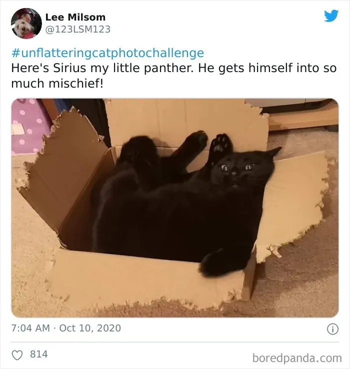 The 'Unflattering Cat Photo Challenge' Is Trending And It's Hilarious How Unphotogenic These Cats Are