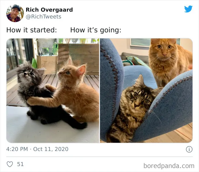 45 Of The Best Reactions Pet Owners Had To The 'How It Started Vs. How It Ended' Meme Challenge