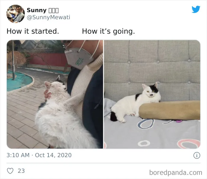 45 Of The Best Reactions Pet Owners Had To The 'How It Started Vs. How It Ended' Meme Challenge