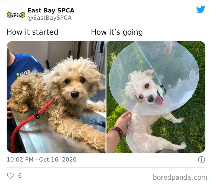 45 Of The Best Reactions Pet Owners Had To The 'How It Started Vs. How It Ended' Meme Challenge