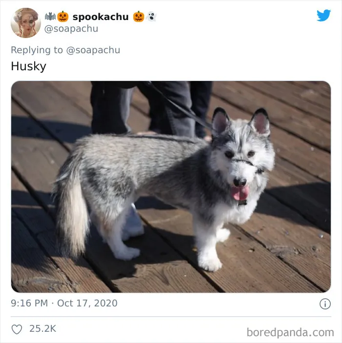 Husky Siberiano