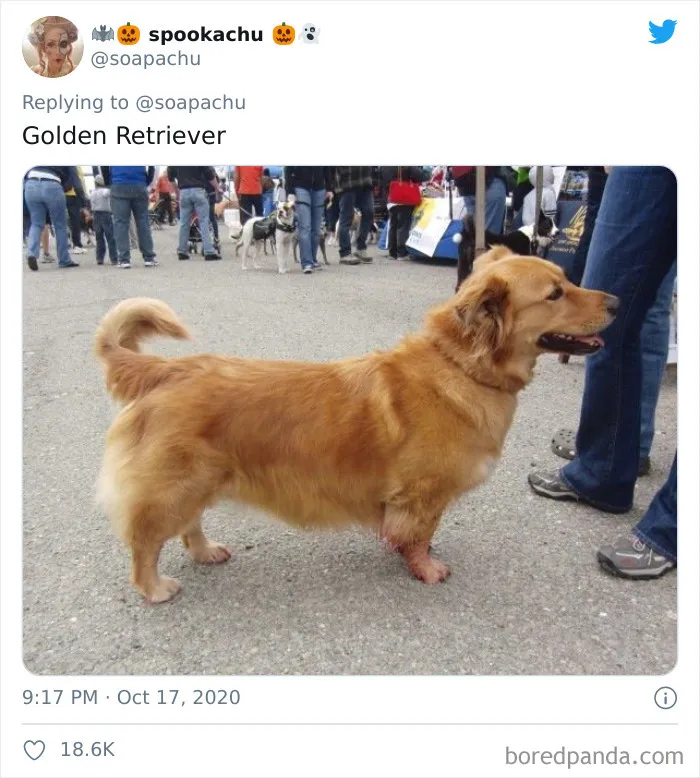 Golden Retriever