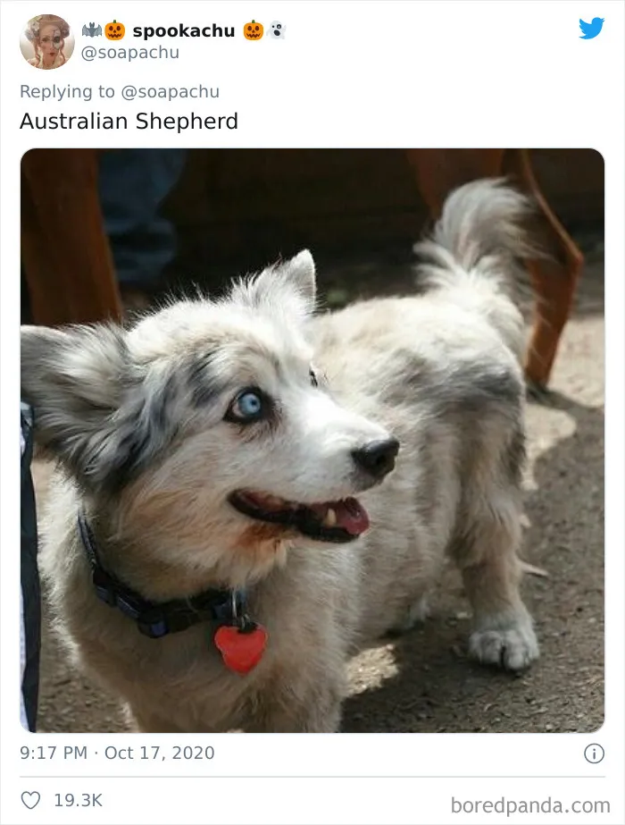 Pastor Australiano
