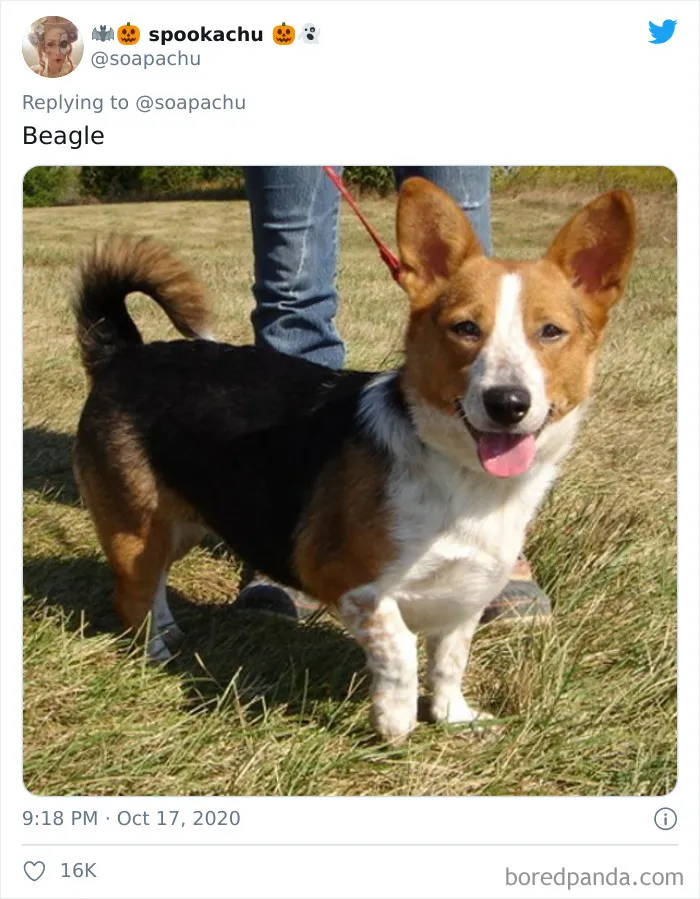 Beagle