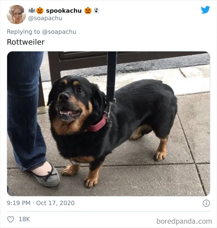 Rottweiler