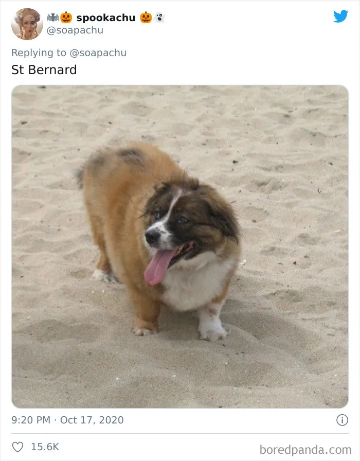 Apparently, If You Cross Corgis With Other Breeds, They End Up Looking Like A Corgi Disguised As The Other Dog (23 Pics)