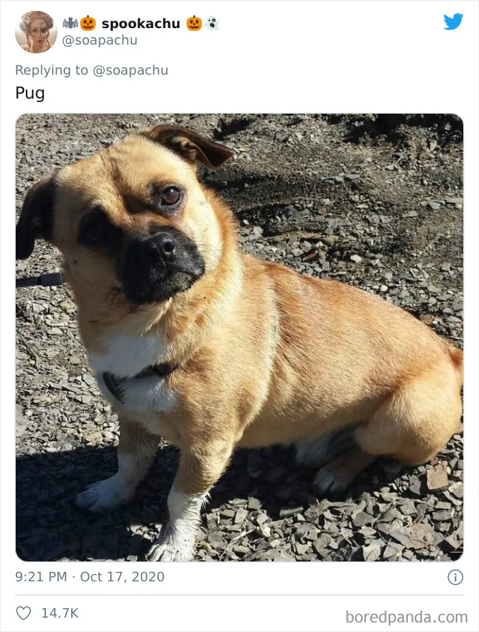 Pug