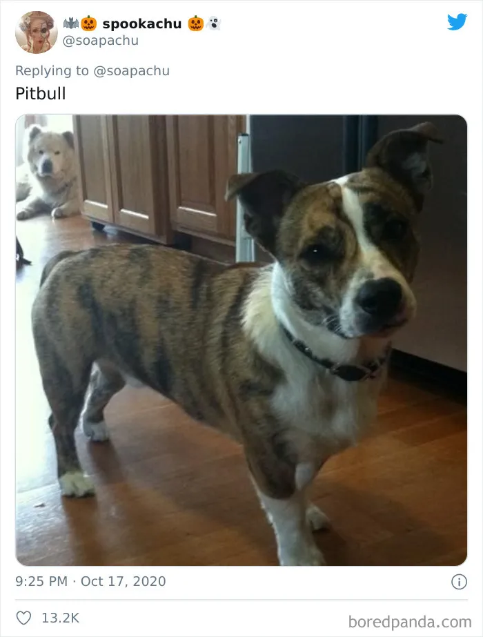 Pitbull