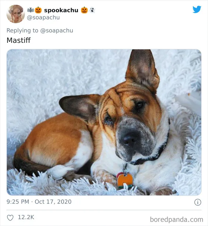Mastín Inglés