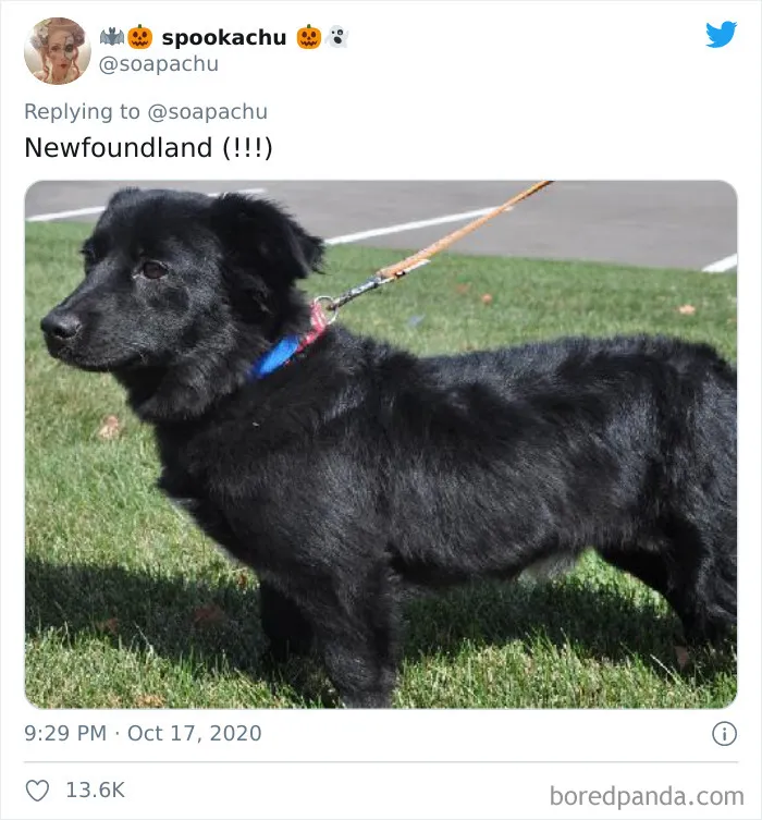 Terranova