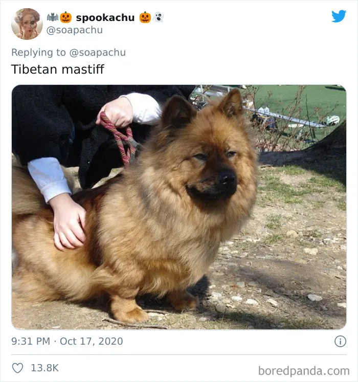 Mastín Tibetano