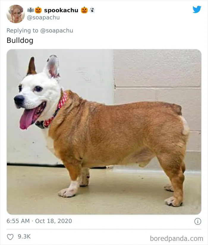 Apparently, If You Cross Corgis With Other Breeds, They End Up Looking Like A Corgi Disguised As The Other Dog (23 Pics)