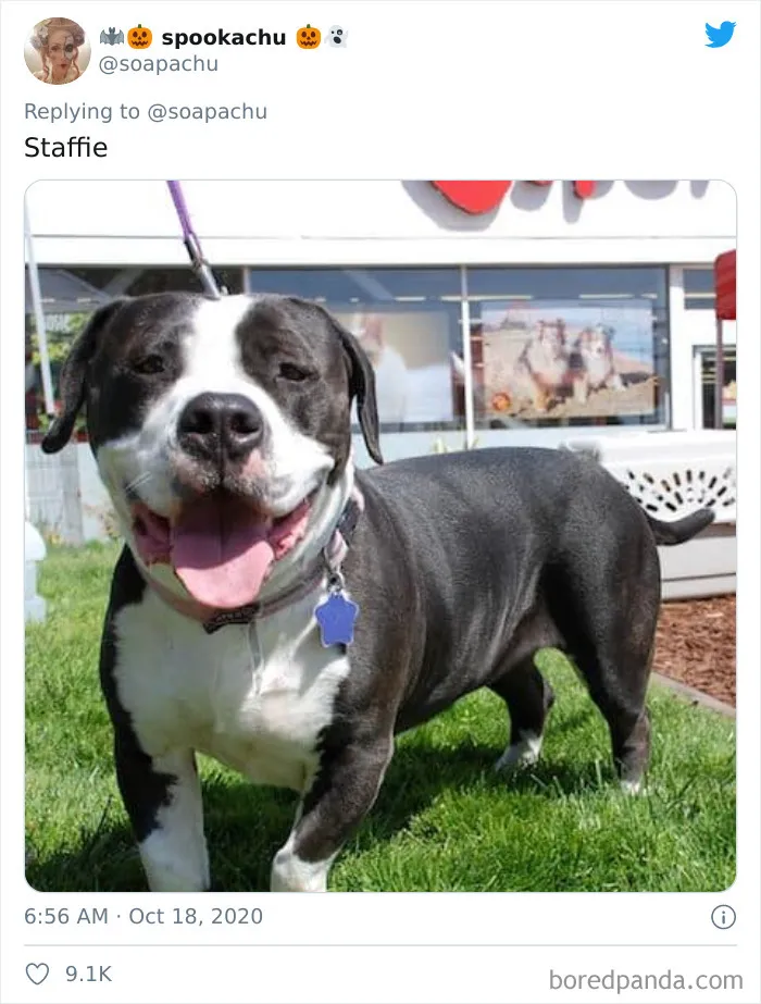 Staffordshire Bull Terrier 