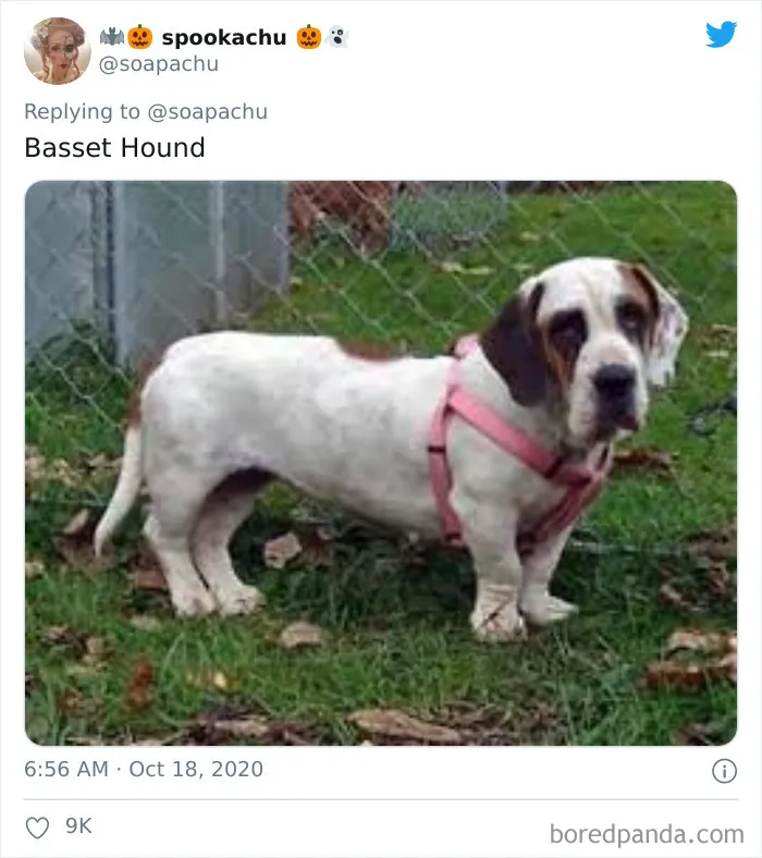 Basset Hound