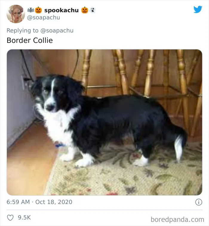 Border Collie