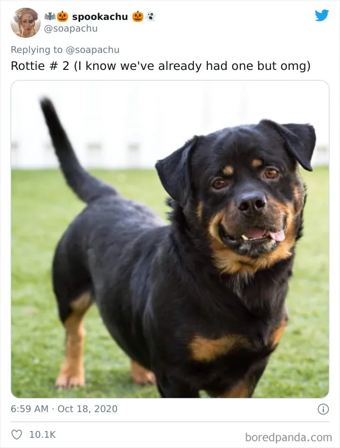 Rottweiler
