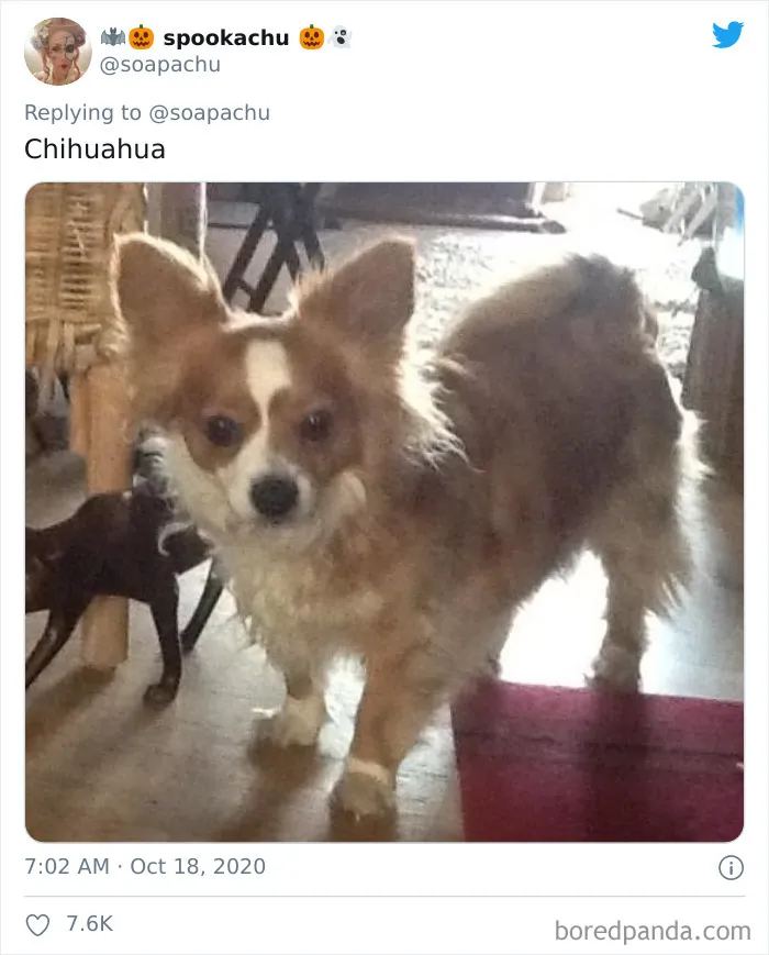 Chihuahua