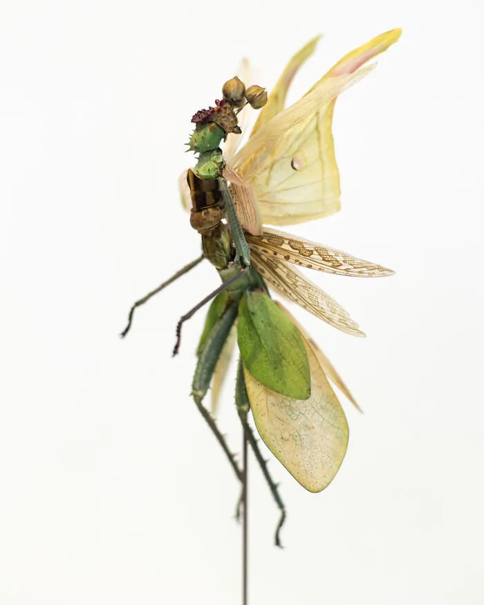 Here Are 18 Surreal Bug Fairies Made From Dead Insects Made By This Amsterdam-Based Artist