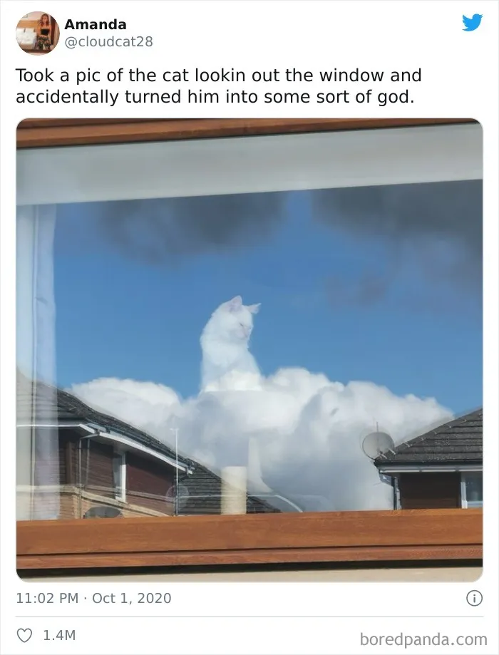 Took A Pic Of The Cat Lookin Out The Window And Accidentally Turned Him Into Some Sort Of God