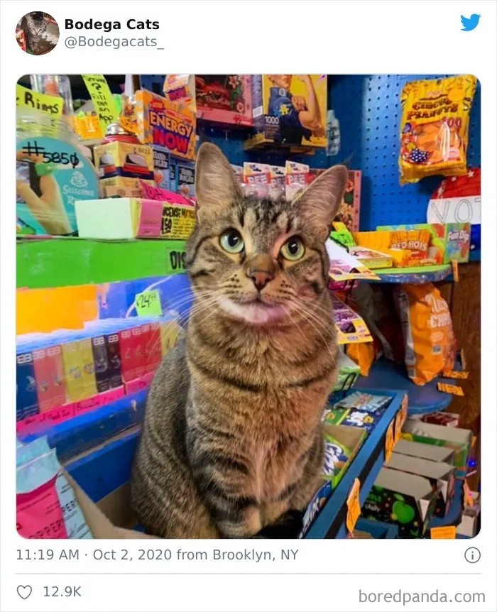 This Twitter Account Collects Photos Of Cats In Small Shops Looking Like They Own The Place (50 New Pics)