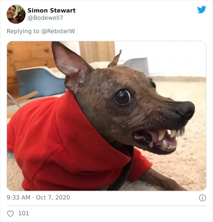 Woman On Twitter Asks What People’s Dogs' Dating Profile Pics Would Be, 30 People Share Photos