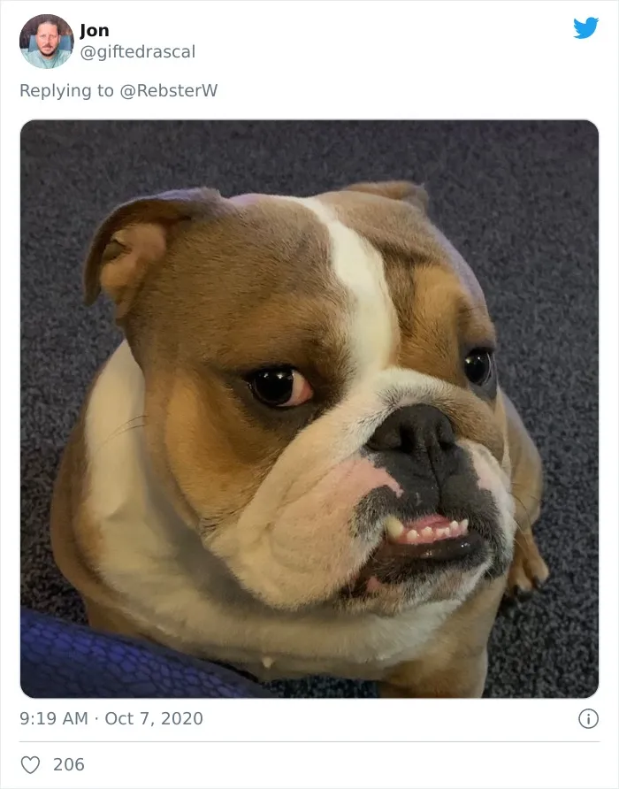 Woman On Twitter Asks What People’s Dogs' Dating Profile Pics Would Be, 30 People Share Photos