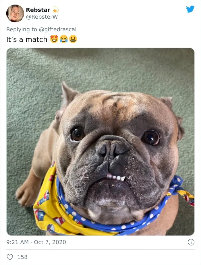 Woman On Twitter Asks What People’s Dogs' Dating Profile Pics Would Be, 30 People Share Photos