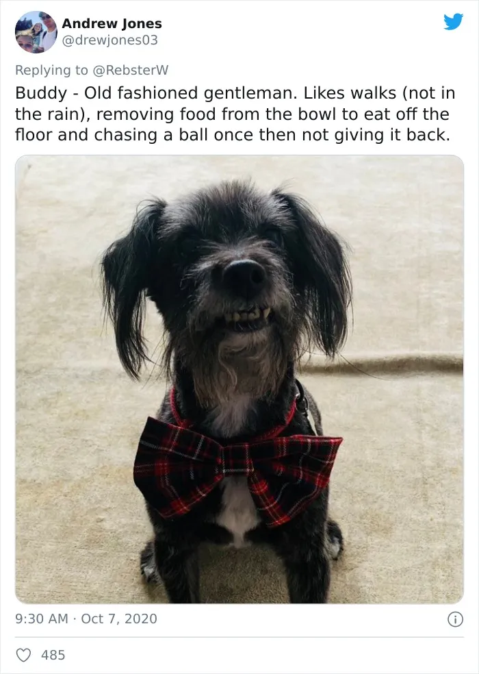 Woman On Twitter Asks What People’s Dogs' Dating Profile Pics Would Be, 30 People Share Photos